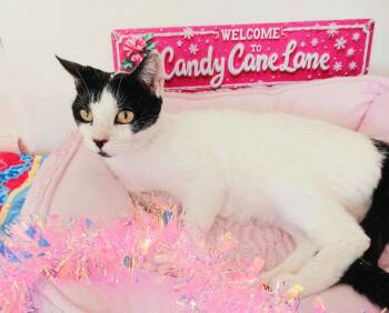 Rescue Turkish Van Cats for Adoption in Miami, Arizona - Maddie | PetCurious