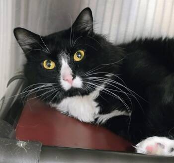 6-414 Milo -  Domestic Short Hair Cat for Adoption in Lindenhurst, New York - 6-414 Milo | PetCurious