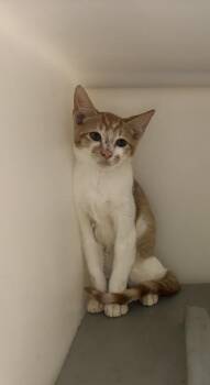 CRYSTAL -  Domestic Short Hair Cat for Adoption in Texas City, Texas - CRYSTAL | PetCurious