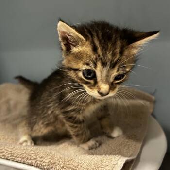 Katara -  Domestic Short Hair Cat for Adoption in Chattanooga, Tennessee - Katara | PetCurious