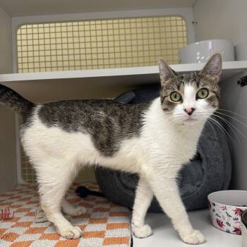 Rescue Domestic Short Hair Cats for Adoption in New York, New York - Madonna | PetCurious