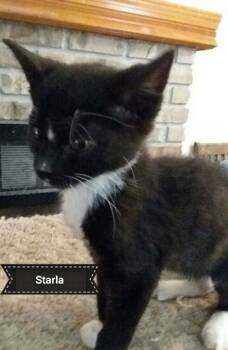 Domestic Short Hair Cats Available for Adoption - Starla | PetCurious