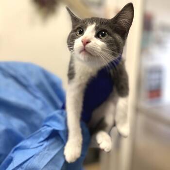 Daniel -  Domestic Short Hair Cat for Adoption in Morgan Hill, California - Daniel | PetCurious