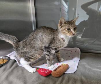 Yuki -  Domestic Short Hair Cat for Adoption in Dickson, Tennessee - Yuki | PetCurious