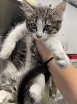 CHER* -  Domestic Short Hair Cat for Adoption in Santa Cruz, California - CHER* | PetCurious