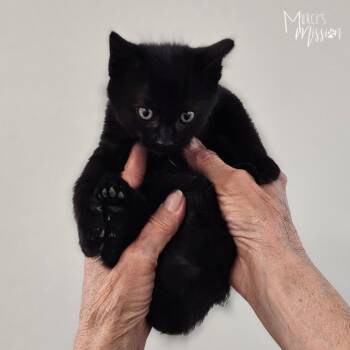 Lavender -  Domestic Short Hair Cat for Adoption in Spokane, Washington - Lavender | PetCurious