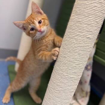 Domestic Short Hair Cats Available for Adoption in Watertown, New York - Calico Jack | PetCurious