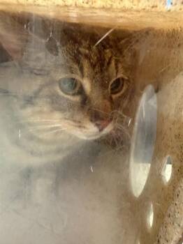 Domestic Short Hair Cats Available for Adoption in Stockton, California - A375047 | PetCurious