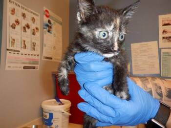 Domestic Short Hair Cats Available for Adoption in San Jose, California - A1407060 | PetCurious