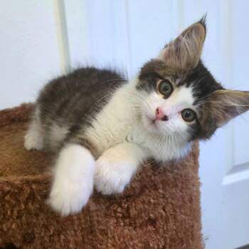 Dill -  Domestic Medium Hair and Domestic Short Hair Cat for Adoption in Woodinville, Washington - Dill | PetCurious