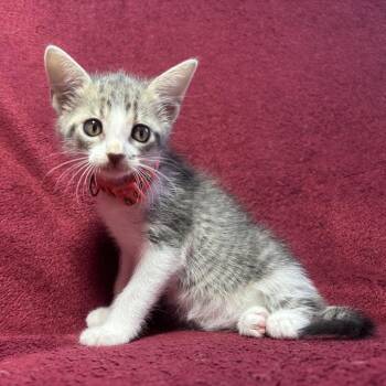 Kira -  Domestic Short Hair Cat for Adoption in Titusville, Florida - Kira | PetCurious