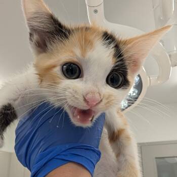 Spain -  Domestic Short Hair Cat for Adoption in Winston-salem, North Carolina - Spain | PetCurious