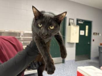SPADE -  Domestic Short Hair Cat for Adoption in Thousand Palms, California - SPADE | PetCurious