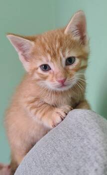 Kudzu -  Domestic Short Hair Cat for Adoption in Portland, Indiana - Kudzu | PetCurious