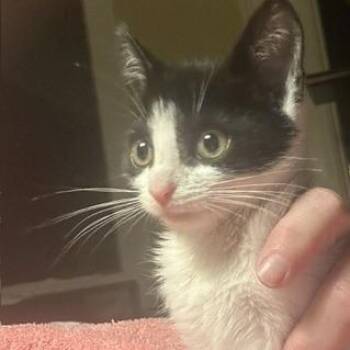 Sailor -  Domestic Short Hair Cat for Adoption in Cumming, Georgia - Sailor | PetCurious