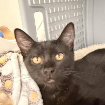 Ann -  Domestic Short Hair Cat for Adoption in Ojai, California - Ann | PetCurious
