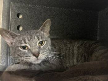FRANZ -  Domestic Short Hair Cat for Adoption in Colorado Springs, Colorado - FRANZ | PetCurious