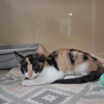 Baby Girl -  Domestic Short Hair Cat for Adoption in Gautier, Mississippi - Baby Girl | PetCurious