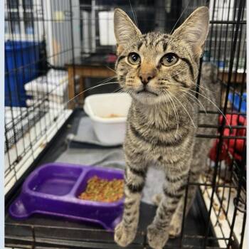Rescue Tabby Cats for Adoption in Columbia, South Carolina - Dinkleberg | PetCurious