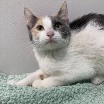 Thing 2 -  Domestic Short Hair Cat for Adoption in Janesville, Wisconsin - Thing 2 | PetCurious