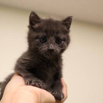 Macchiato -  Domestic Short Hair Cat for Adoption in Briarcliff Manor, New York - Macchiato | PetCurious