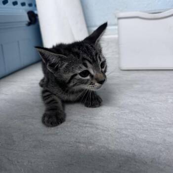 Giggles -  Domestic Short Hair Cat for Adoption in Riverside, California - Giggles | PetCurious