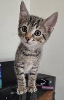 Asteroid -  Domestic Short Hair Cat for Adoption in Nutley, New Jersey - Asteroid | PetCurious