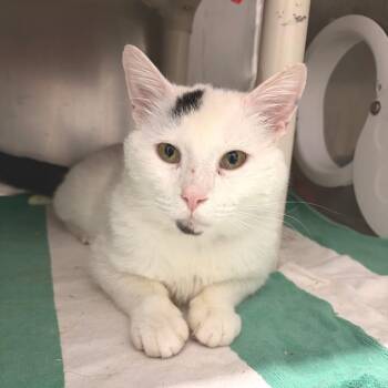 Domestic Short Hair Cats Available for Adoption in Marshall, Virginia - Macho Man | PetCurious