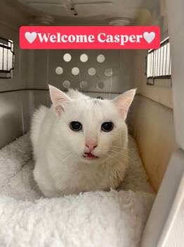 Rescue Domestic Short Hair Cats for Adoption in Ottawa, Ontario - Casper *not Yet Available* | PetCurious