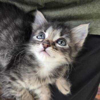June -  Domestic Short Hair Cat for Adoption in Bulverde, Texas - June | PetCurious