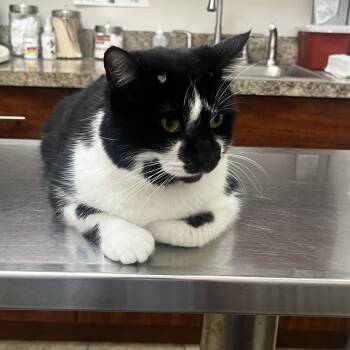 Bentley -  Domestic Short Hair Cat for Adoption in Wyandotte, Michigan - Bentley | PetCurious