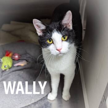 Domestic Short Hair and Tuxedo Cats Available for Adoption in Griffith, Indiana - WALLY  | PetCurious