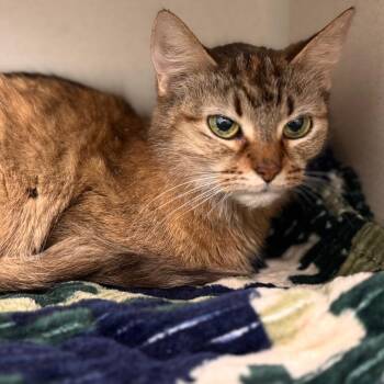 Domestic Medium Hair Cats Available for Adoption in Wheeling, Illinois - August | PetCurious