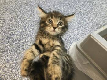 HIDEY -  Domestic Medium Hair Cat for Adoption in Thousand Palms, California - HIDEY | PetCurious