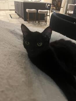 Taylor -  American Shorthair Cat for Adoption in Tampa, Florida - Taylor | PetCurious