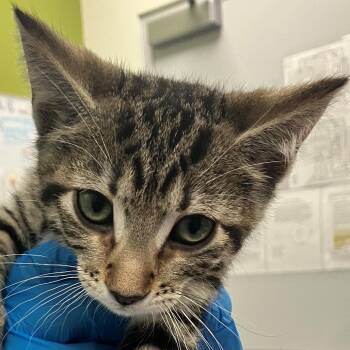 Dumbledore -  Domestic Short Hair Cat for Adoption in Las Cruces, New Mexico - Dumbledore | PetCurious