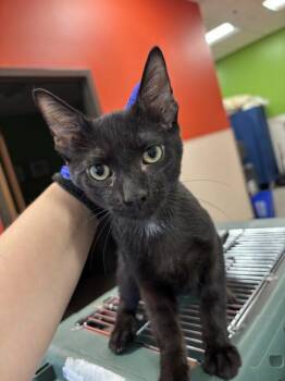 A801257 -  Domestic Short Hair Cat for Adoption in Louisville, Kentucky - A801257 | PetCurious