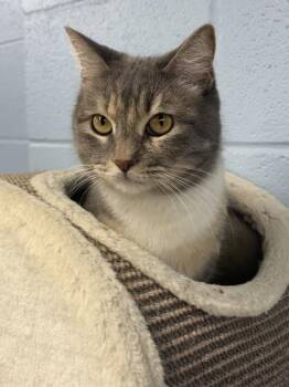 Domestic Short Hair Cats Available for Adoption in Munster, Indiana - Azizah | PetCurious