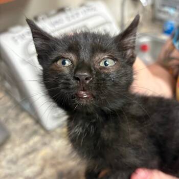 Jax- 092407U -  Domestic Medium Hair Cat for Adoption in Tupelo, Mississippi - Jax- 092407U | PetCurious