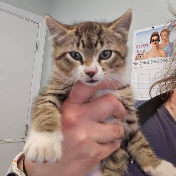 Domestic Short Hair Cats Available for Adoption in Phoenixville, Pennsylvania - Thomas | PetCurious