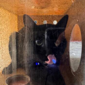 Knight Shadow -  Domestic Short Hair Cat for Adoption in Philadelphia, Pennsylvania - Knight Shadow | PetCurious