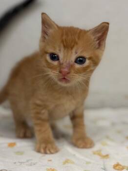 Domestic Short Hair Cats Available for Adoption in Lockhart, Texas - Squirt | PetCurious