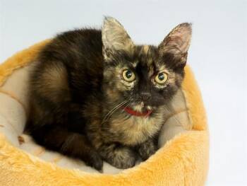 PATCHES -  Domestic Short Hair Cat for Adoption in Fort Lauderdale, Florida - PATCHES | PetCurious