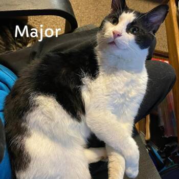 Rescue Domestic Short Hair Cats for Adoption in Washington, Pennsylvania - Major | PetCurious