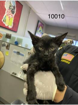 Batman -  Domestic Short Hair Cat for Adoption in Victorville, California - Batman | PetCurious