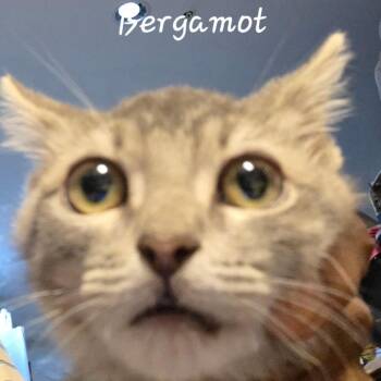 Bergamot -  Domestic Short Hair Cat for Adoption in Waldorf, Maryland - Bergamot | PetCurious