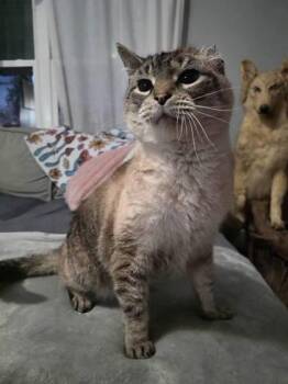 Domestic Short Hair Cats Available for Adoption in Berwick, Pennsylvania - Toasted | PetCurious