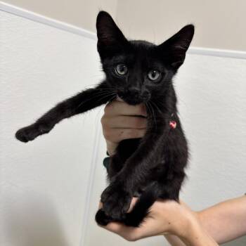 Zigzag -  Domestic Short Hair Cat for Adoption in Clearwater, Florida - Zigzag | PetCurious