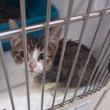 Chimera -  Domestic Short Hair Cat for Adoption in League City, Texas - Chimera | PetCurious