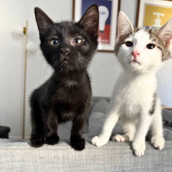Rescue Domestic Short Hair Cats for Adoption - Hocus & Pocus | PetCurious
